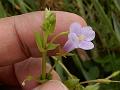 Pimpernel Lindernia