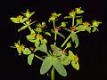 Pine Spurge