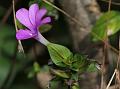 Pink Barleria