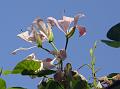 Pink Butterfly Flower