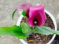 Pink Calla Lily