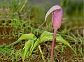 Pink Cobra Lily