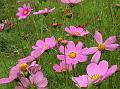 Pink Cosmos