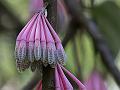 Pink Lantern Flower