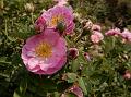 Pink Multiflora Rose