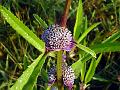 Pink Node Flower