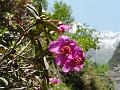 Pink Scaly Rhododendron