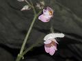 Pink Shield-Leaf Begonia