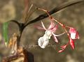 Pinkish-White Dendrobium
