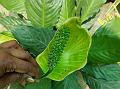 Pleasant Peace Lily