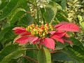 Poinsettia