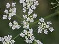 Poison Hemlock