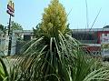 Ponytail Palm