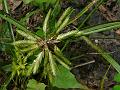 Poorland Flat Sedge