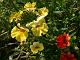 Pouch Nemesia