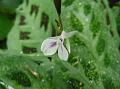 Prayer Plant