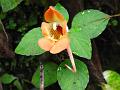 Pretty East-Himalayan Balsam