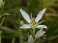 Pretty Narrow-Leaved Swertia