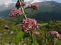 Pretty Spirea