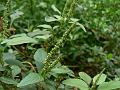 Prickly Amaranth