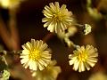 Prickly Lettuce