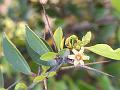 Prickly Spike Thorn