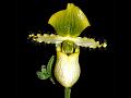 Primrose-Yellow Slipper Orchid