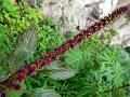 Prince-of-Wales Feather