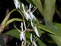 Projecting Coelogyne