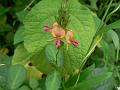 Prostrate Yellow-Red Alyce Clover