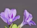 Purple Barleria