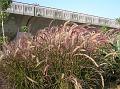 Purple Fountain Grass