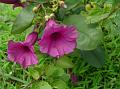 Purple Morning Glory