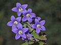 Purple Open Bellflower