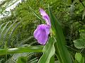 Purple Roscoe Lily