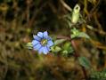 Purple Stalked Gentian