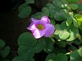 Purple Wood Sorrel