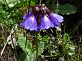 Purple-Bells Primrose