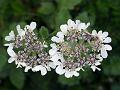 Purple-Flower Hogweed