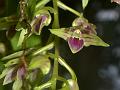 Purple-Lipped Dendrobium