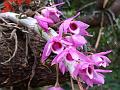 Purple-Petal Dendrobium