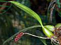 Purple-Spike Bulb-Leaf Orchid