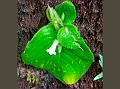 Pygmy Stone Flower