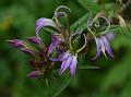 Pyramid Lobelia