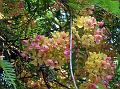 Rainbow Shower Tree