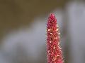 Red Amaranth