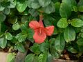 Red Barleria