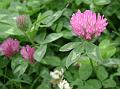 Red Clover