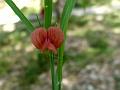 Red Grass Pea