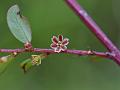 Red Himalayan Gooseberry